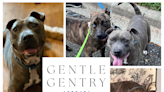 Adoptable pet: Meet Gentry