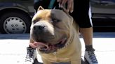 American XL bully dogs to be banned in UK following spate of ‘horror’ attacks, says Rishi Sunak