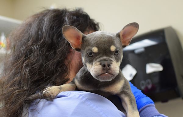 Oregon Humane Society reintroduces walk-in adoptions at Portland campus