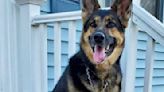 A Rescued German Shepherd Saves Owner's Life Just Months After Adoption