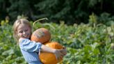 These 5 farms near Belleville offer u-pick apples, pumpkin patches and other fall fun