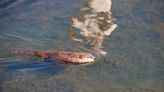 Beavers released into California wild for first time in 7 decades