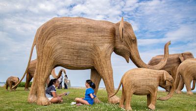 Large crowds welcome Great Elephant Migration statues during Newport stop