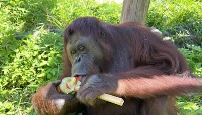 曾出演魏德聖執導電影《BIG》 壽山動物園紅毛猩猩「咪咪」離世