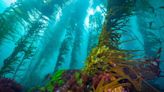 How Do You Breed Climate-Resistant Kelp? In Australia, It Starts with AI