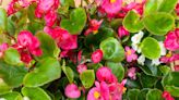 How to Grow and Care for Begonias