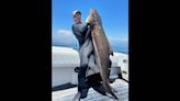 ‘I thought it was a shark.’ Teammate spears giant creature and wins a Florida contest