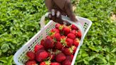 Where to pick strawberries in Central Pennsylvania