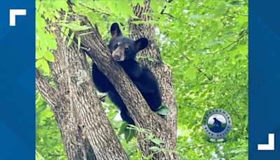 ABR: 4th bear sibling from group of orphaned cubs found after mother bear euthanized around a month ago