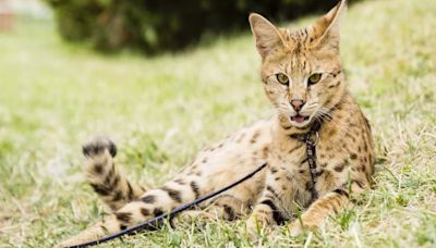 Gato Savannah: o que é e o que comem? Conheça a raça de gato mais cara do mundo