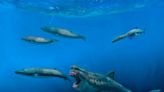 Megalodontes podían comer presas del tamaño de orcas