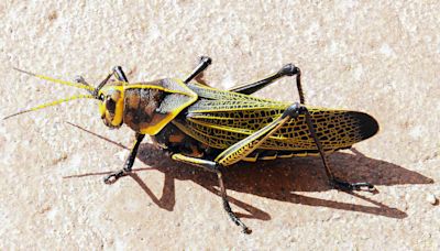 10 Natural and Non-Toxic Ways to Get Rid of Grasshoppers