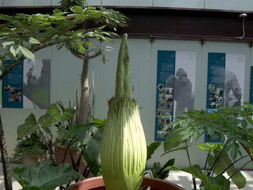 Corpse flower at Como Park Zoo and Conservatory continues to grow, but no bloom yet