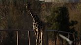 On his 50-hour journey out of Juárez, Benito the giraffe is boxed up with head sticking out