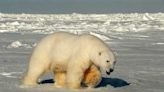 Avian flu detected in polar bear in Alaska