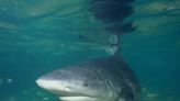 This guy decided to grab a shark's tail in Galveston last weekend