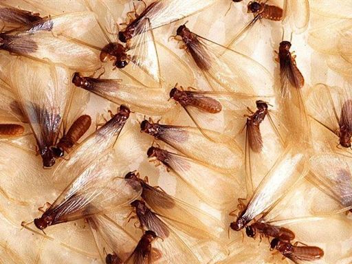 為什麼飛蟻會把自己翅膀玩斷？而且總在這時候出現 很多人看完才知道