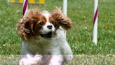 Over 100 King Charles Spaniels join dog parade on Coronation Day