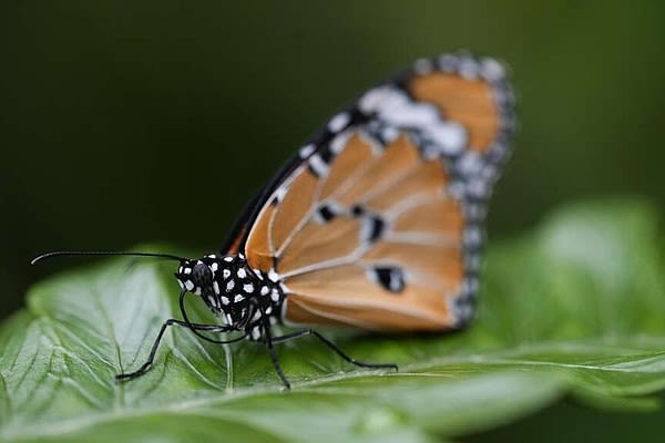 Butterflies flutter in new forest | Northwest Arkansas Democrat-Gazette
