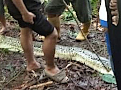 Una serpiente pitón se come a una mujer de 36 años en Indonesia