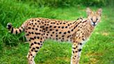 African Serval Cat Rescued from Ohio Tree Tests Positive for Cocaine