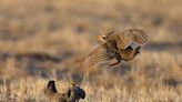 DNR's new prairie chicken plan offers hope for threatened species in Wisconsin