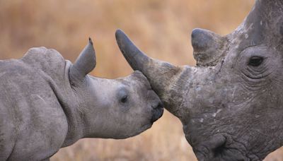 The Key to Saving Rhinos? Making Their Horns Radioactiove.