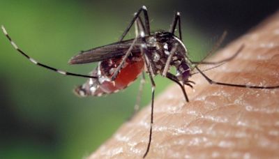成人幼童不可共用防蚊液 專業藥師建議「3年齡階段」分類使用