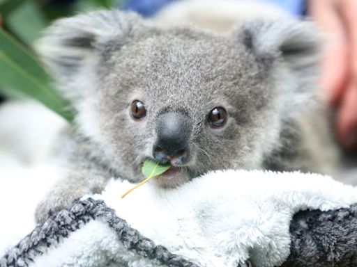 防無尾熊壓力大 澳動物園不再提供抱抱體驗