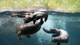 See the river otter pups at Woodland Park Zoo