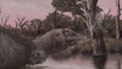 Descubren en Australia un raro cráneo de un enorme “pájaro del trueno” extinto