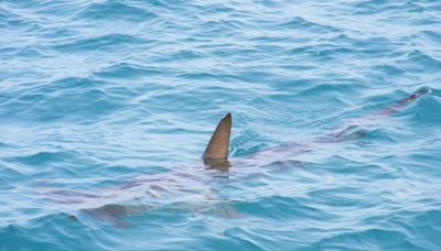 Floride : Attaqué par un requin bouledogue, il filme la scène depuis son jet-ski