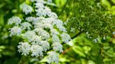 Four ‘beautiful’ but ‘uncontrollable’ invasive plants that can destroy gardens