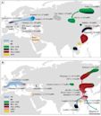 Genetic history of East Asians