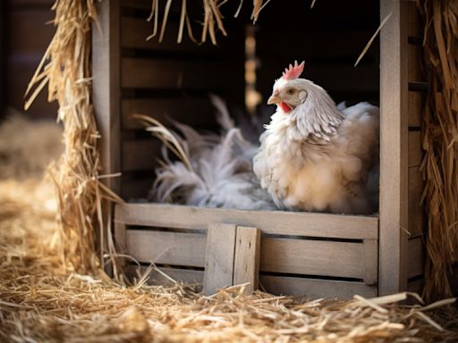 Primera muerte humana por la nueva gripe aviar: qué pasa en la Argentina y qué riesgos entraña