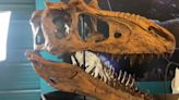Paleontologists in Colorado unveil new 3D model of skull of rare tyrannosaur