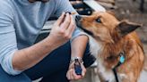 The Science on CBD for Pets: Scientists Hope it Can Help 4-Legged Patients with Arthritis, Allergies and Anxiety