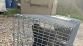 Video, witness: Asheville apartment residents pulled black bear cubs from tree for selfie