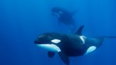 We've got orcas all wrong and it's killing them
