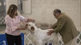 Hundreds of dogs compete at McKinley Kennel Club dog show in Canton
