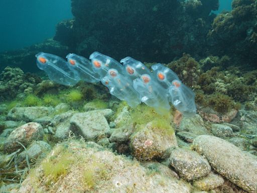 Salpa: La criatura marina transparente que come toneladas de CO2 al día