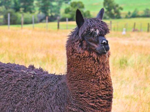 Hilarious Traveler Almost Misses Flight Out of Portland Because of Llamas at the Airport