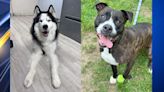 Central Ohio dogs up for adoption May 2024