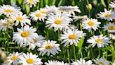 How to Grow and Care for Daisies