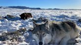 Fate of Colorado's wolf reintroduction effort remains up in the air after Thursday hearing