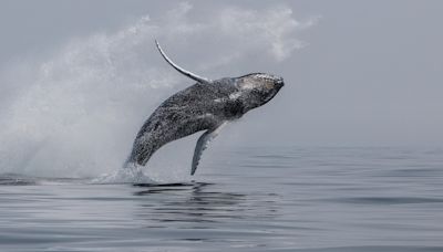 Why did a humpback whale capsize a boat? Here's what really happened.