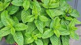 How to Harvest Mint the Right Way—Plus Tips for Drying and Storing Your Supply