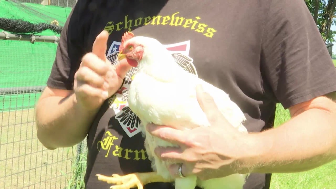 Bird flu reaches Iowa, Rockford farmers take notice
