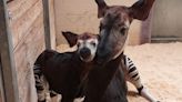 Endangered Okapi Born to First-Time Mom at Oklahoma City Zoo: 'We Are Overjoyed'