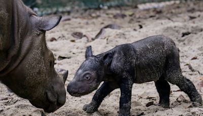 Nasceu um rinoceronte de Sumatra na Indonésia. Há menos de 80 no mundo